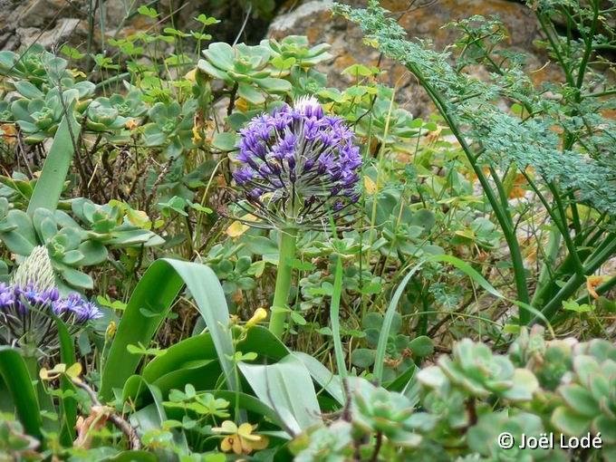 Scilla peruviana ©JL P1070628